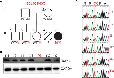 Clinical and Immunological Features of Human BCL10 Deficiency